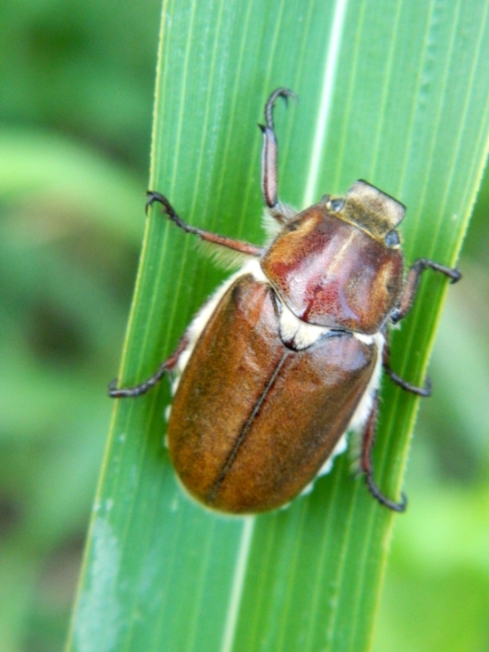 Coleottero Melolonthidae: Anoxia villosa